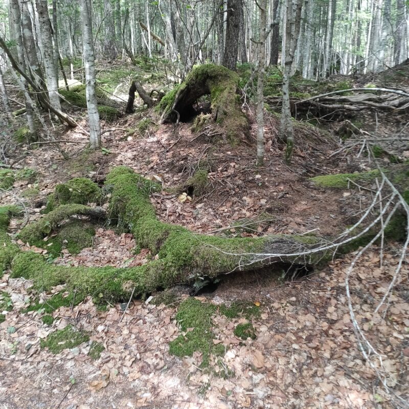 苔の生えた木の写真