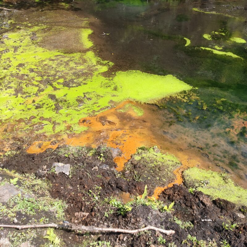 温泉に生える藻の写真