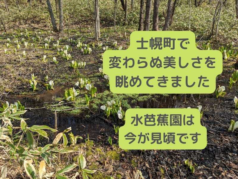 士幌町　士幌高原ヌプカの里水芭蕉園が見ごろです【2022年4月19日】 